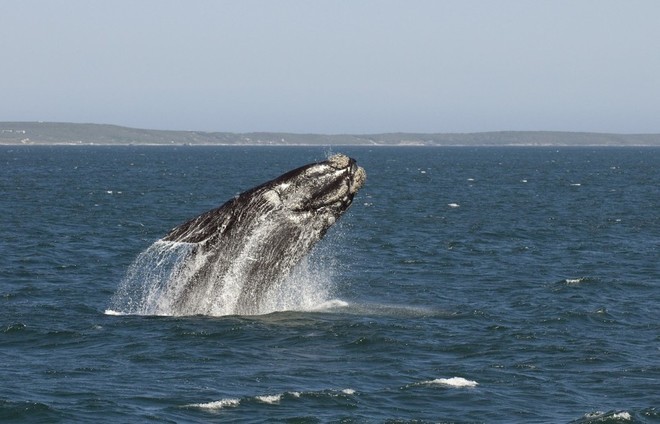 Latest incident - Breaching whales had been sighted in the area, but this incident happened at night ©  SW